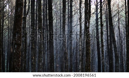 Rows of pine trees at Curug Layung Cimahi, Bandung, Indonesia.