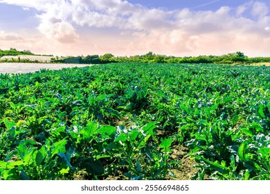 Rows at plantation of young green plants on a farm on a sunny day. Growing organic vegetables. Eco-friendly products. Agriculture land and farming. Agro business. - Powered by Shutterstock