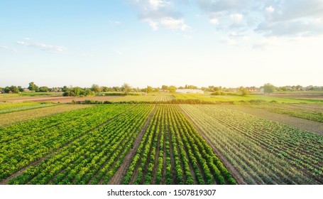 Rows / plantation of young pepper, leek, cabbage on a farm on a sunny day. Growing organic vegetables. Eco-friendly products. Agriculture land and farming. Agro business. Selective focus - Powered by Shutterstock