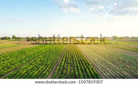 Rows / plantation of young pepper, leek, cabbage on a farm on a sunny day. Growing organic vegetables. Eco-friendly products. Agriculture land and farming. Agro business. Selective focus