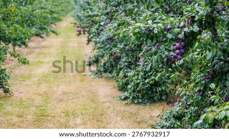 Rows of plum trees bear abundant purple fruit, creating a vibrant landscape along a grassy walkway on a sunny day in late summer.