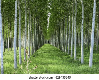 Rows Of Poplar Trees In The Countryside