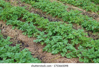 6,152 Mulching on farm Images, Stock Photos & Vectors | Shutterstock