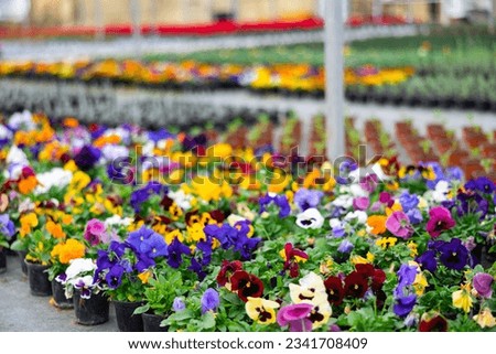 Rows of pots with fragrant organic viola flowers seedlings growing in glasshouse