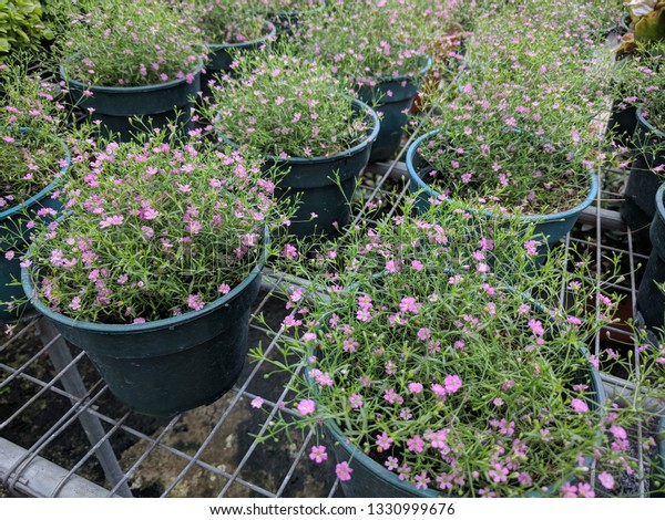 Rows Potted Pink Babys Breath Plant Stock Photo Edit Now 1330999676