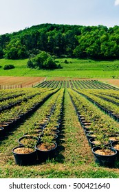 Rows of potted saplings in field at tree nursery on sunny day. 