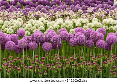 Rows of purple and white allium blooms in flower 