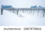 Rows of raspberry canes with snow against white-out sky in rural Whatcom County near Everson, Washington.