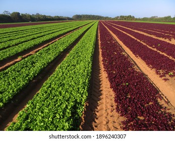 Rows Of Red And Green Leaf Lettuce In The Field