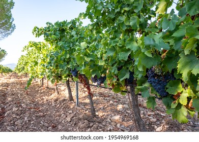Rows of ripe grenache wine grapes plants on vineyards in Cotes  de Provence, region Provence, south of France, ready to harvest, winemaking in France