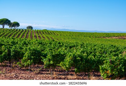 Rows of ripe syrah wine grapes plants on vineyards in, region Provence, south of France, ready to harvest, winemaking in France