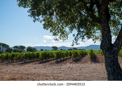 Rows of ripe syrah wine grapes plants on vineyards in Cotes  de Provence, region Provence, south of France, ready to harvest, winemaking in France