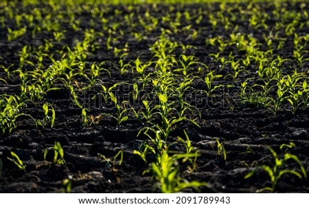 Rows of roung green sprouts of maize in spring on the agricultural field.