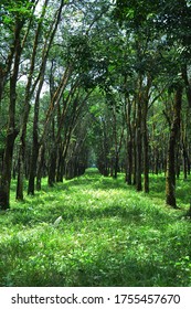 Rows of rubber trees form a line