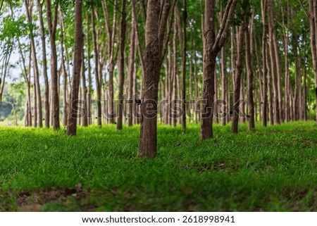Rows of rubber trees in a lush green plantation field, concept of sustainable agriculture, natural rubber production, and environmental conservation in a tropical landscape.