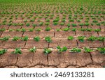 rows of Savoy cabbage seedling in the garden, plantation of a young Savoy cabbage plants