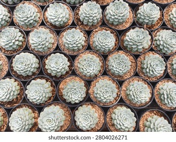 Rows of small succulents fill the frame. Each plant has soft, pale green, rosette-shaped leaves. They sit in dark, circular pots with brown, gritty soil. The arrangement is tight, uniform