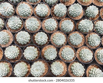 Rows of small succulents fill the frame. Each plant has soft, pale green, rosette-shaped leaves. They sit in dark, circular pots with brown, gritty soil. The arrangement is tight, uniform