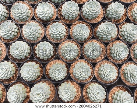 Rows of small succulents fill the frame. Each plant has soft, pale green, rosette-shaped leaves. They sit in dark, circular pots with brown, gritty soil. The arrangement is tight, uniform