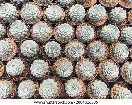 Rows of small succulents fill the frame. Each plant has soft, pale green, rosette-shaped leaves. They sit in dark, circular pots with brown, gritty soil. The arrangement is tight, uniform