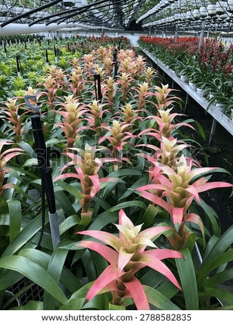 Rows of soft pink bromeliads growing beneath greenhouse irrigation tubing in a tropical plant nursery
