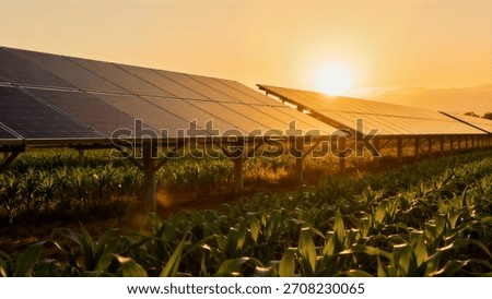 Rows of solar panels stand high above a field of young corn plants, combining clean energy production with agriculture at golden hour.