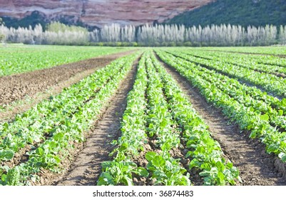 Rows Of Spinach In A Farm Field