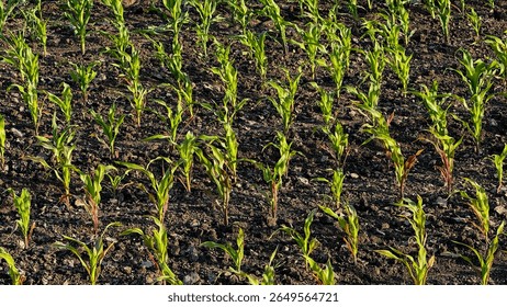 Rows of sprightly corn seedlings dance beneath the golden dawn, echoing Earth Days renewal, fertile spirit, and root symphony