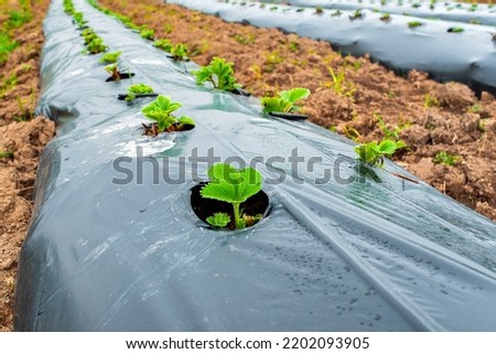 Rows of strawberry on ground covered by plastic mulch film in agriculture organic farming. Cultivation of berries and vegetables using mulching method