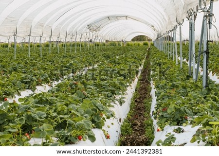 Rows of strawberry plants growing in  plant nursery. Santa Barbara County, California