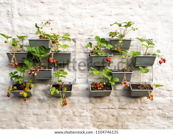 Rows Strawberry Plants Vertical Garden Hanging Stock Photo Edit