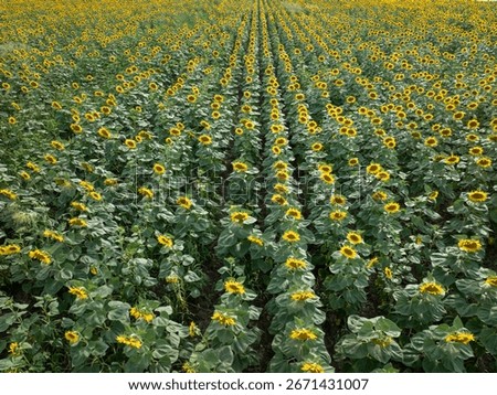 Rows of sunflowers create a captivating pattern in a field near szeged, Hungary, showcasing the beauty of agriculture