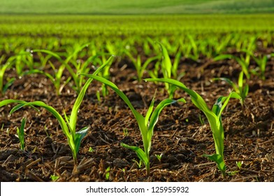 Rows Of Sunlit Young Corn Plants On A Moist Field