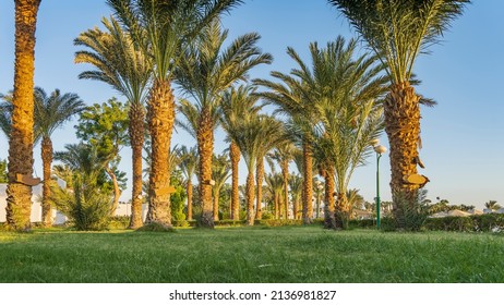 14,216 Row palm trees Images, Stock Photos & Vectors | Shutterstock