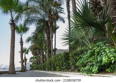 Rows of tall palm trees stand along the paved embankment of the Nile. Carved leaves on a blue sky background. Silhouettes of city buildings are visible in the distance. Egypt. Cairo