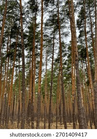 Rows of tall pine trees in the forest, pine forest