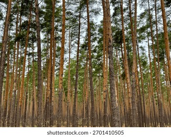 Rows of tall pine trees in the forest, pine forest, horizontal photo