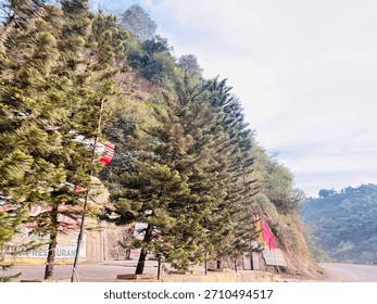 Rows of tall pine trees lining a mountain road beneath a bright sky, with rocky slopes and scattered greenery adding a calm natural atmosphere.