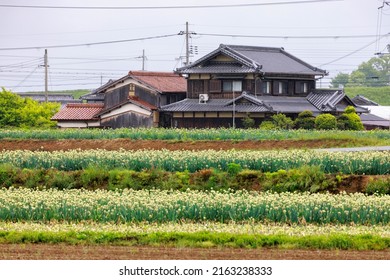 Rows Of Terraced Flowers In Front Of Traditional Japanese Home In Countryside