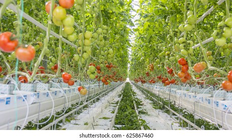 Hydroponic Tomato Images, Stock Photos & Vectors | Shutterstock