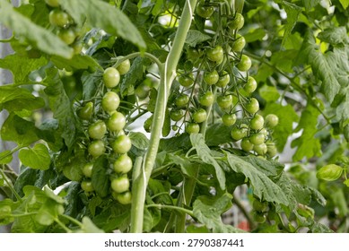 Rows of tomato plants filled with developing fruit grow inside a greenhouse in Iceland. The scene highlights commercial agriculture, food security, and efficient indoor farming systems.