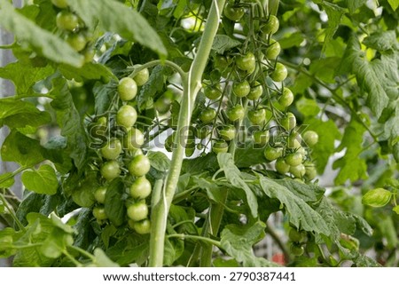 Rows of tomato plants filled with developing fruit grow inside a greenhouse in Iceland. The scene highlights commercial agriculture, food security, and efficient indoor farming systems.