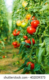 Rows Of Tomato Plants Growing In Greenhouse