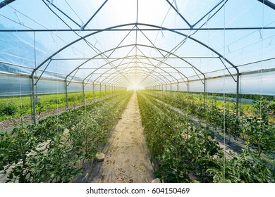 Rows of tomato plants growing inside big industrial greenhouse. Industrial agriculture.