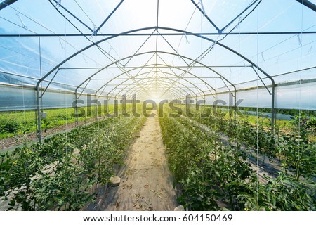 Rows of tomato plants growing inside big industrial greenhouse. Industrial agriculture.