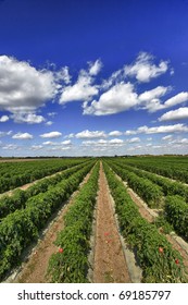 Rows Of Tomato Plants Nearing Harvest