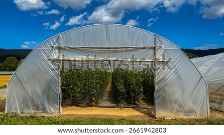 Rows of tomato plants thrive inside a large greenhouse, with clear plastic walls and vibrant greenery under a sunny sky.