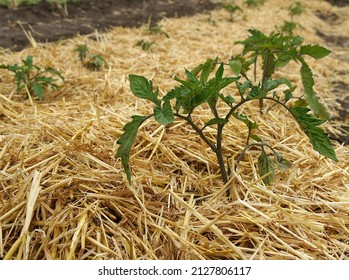 Rows Of Tomato Seedlings And Straw Mulch On A Field Of Organic Farm. Image With Local Focusing And Shallow Depth Of Field 