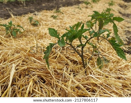 Rows of tomato seedlings and straw mulch on a field of organic farm. Image with local focusing and shallow depth of field 
