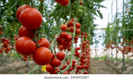 Rows of tomatoes growing in a greenhouse. Ripe tomatoes create a lush and productive agricultural setting, ideal for agricultural and gardening content. - Powered by Shutterstock